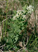 Comandra umbellata ssp. umbellata
