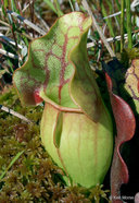 Sarracenia purpurea ssp. Purpurea