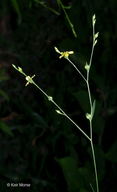 Linum virginianum