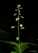 Circaea lutetiana ssp. canadensis 