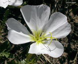 White-stem Evening-primrose