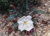 Oenothera caespitosa ssp. caespitosa