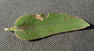 Oenothera clelandii