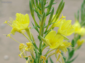 Greater Four-point Evening-primrose