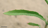 Oenothera rhombipetala