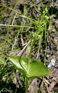 Listera cordata var. nephrophylla
