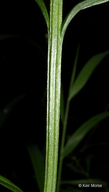 Platanthera peramoena