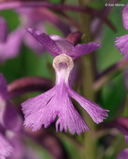 Lesser Purple Fringed-orchid