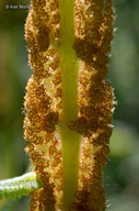 Osmundastrum cinnamomea