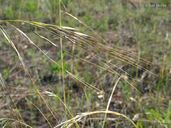 Porcupine Needle-grass