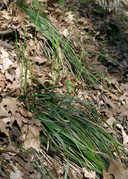Oryzopsis asperifolia