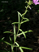 Phlox pilosa ssp. pilosa