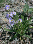 Polemonium pulcherrimum ssp. pulcherrimum