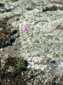 Phemeranthus rugospermus