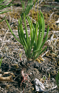 Phemeranthus rugospermus