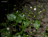 Small-flowered Water Pimpernel