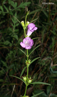 Agalinis purpurea var. parviflora