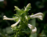 Pedicularis lanceolata