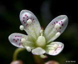 Saxifraga bronchialis ssp. austromontana