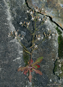 Micranthes petiolaris