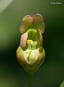 Lance-leaf Figwort