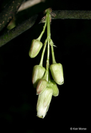 Staphylea trifolia