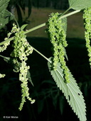 Urtica dioica ssp. gracilis