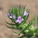 Large-bracted Vervain
