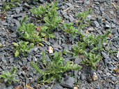 Verbena bracteata