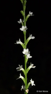 Verbena urticifolia