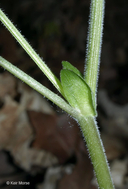 Viola pubescens