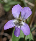 Viola sagittata