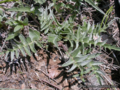 Balsamorhiza sericea