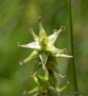 Carex echinata ssp. phyllomanica