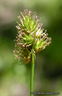 Carex preslii