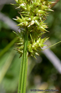 Carex stipata var. stipata