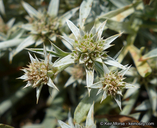 Eryngium pendletonense