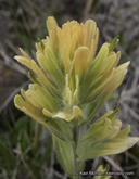 Castilleja hispida ssp. brevilobata
