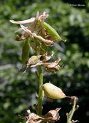 Corydalis caseana ssp. caseana