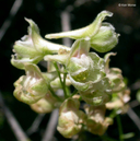 Delphinium californicum ssp. interius