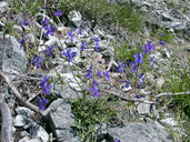 Delphinium decorum ssp. tracyi