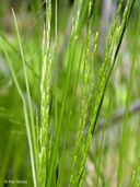 Slender Hairgrass
