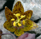 Photo of Fritillaria glauca