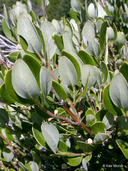 Garrya buxifolia