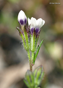 Purple-spotted Gilia