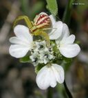 Hemizonia congesta ssp. clevelandii