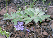 Hydrophyllum capitatum var. alpinum