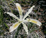 Iris chrysophylla