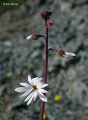 Small-flowered Woodland-star