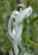 Slender Cottonseed